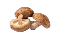Shiitake