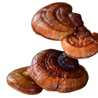 Reishi